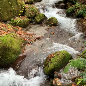 木谷沢渓流  水の音 動画の画像