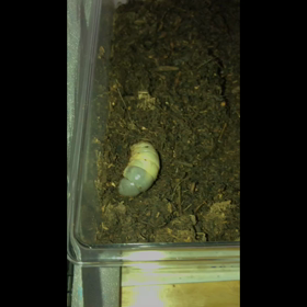 カブちゃんの画像