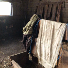 動くヤギさんの画像