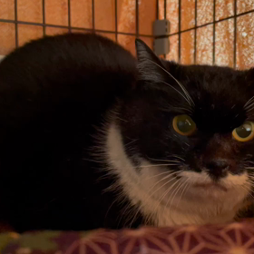 保護して1日半の今朝のクロちゃん♀の画像