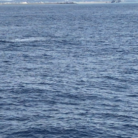 ザトウクジラの親子と遭遇♪の画像