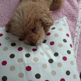 【散歩に行けないのでカミカミしてます】の画像