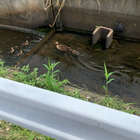 カルガモの親子の親な愛の画像