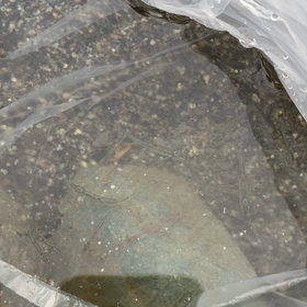 毎年恒例の近所の川の画像