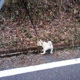 広い川を渡ろうとするが　踏み出せないモカの画像