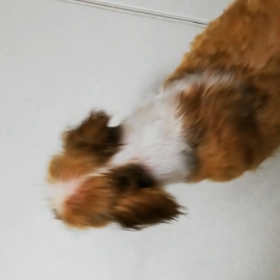 ”【参加犬変更・イベント追記】第117回 Angel's Tale里親会のお知らせ”の画像