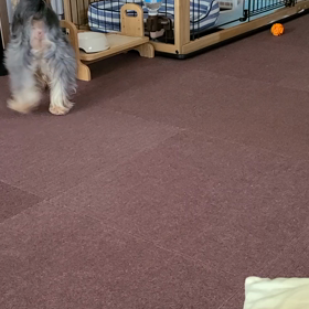 お腹すいたの！の画像