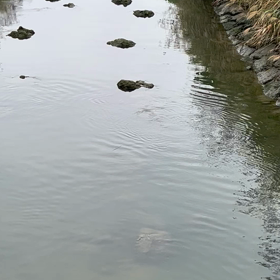 鳥さんのお散歩の画像