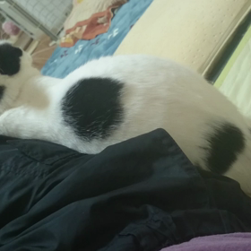 ポンポン♪の画像