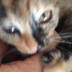 猫のゴロゴロの画像