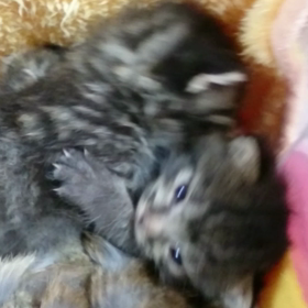 動画 ♪  モゾモゾ…キジトラ軍団の画像