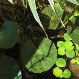 熱中症に注意の画像