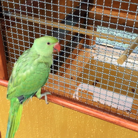 鳥小屋動画の画像