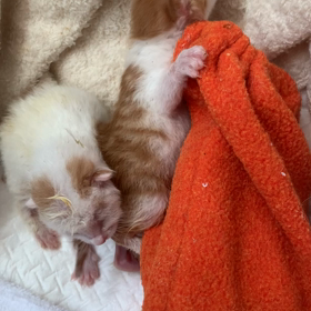 2020.6.17(水) ミルクボランティア　3日目の画像