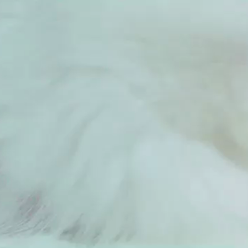 りこにゃーん日記の画像