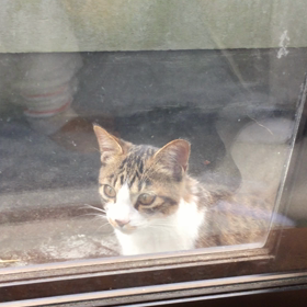 トラちゃんの画像