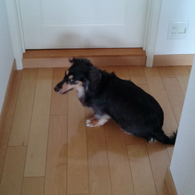 朝から。。。凹んでるりく(T.T)の画像