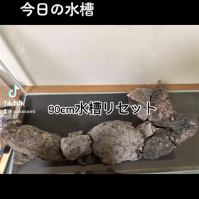 今日の水槽の画像