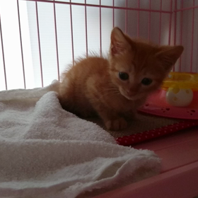 ナルトくんのうんちちの画像