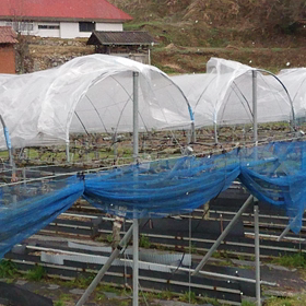 雹じゃなくて良かったの画像