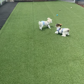 お知らせ。の画像