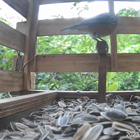 すぎぴたんの事件簿シーズン3　362話（種を選ぶヤマガラ）の画像