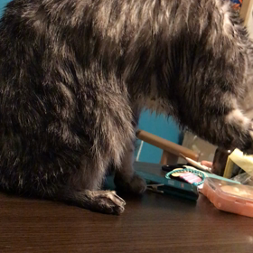 久しぶりのお風呂に大激怒❤️の画像