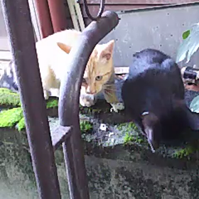 子猫の翔くんと光くんです(=^ェ^=)ﾆｬﾝの画像