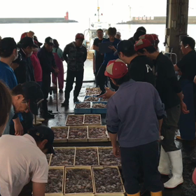 豊浜朝市の様子！鱧の相場が良い！の画像