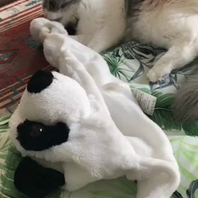 茶々のお気に入りの画像