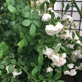 あーあ。の画像