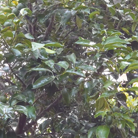 暑さ寒さも彼岸まで…の画像