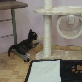 猫部屋でのパフォーマンスが胸キュン(^-^)/の画像