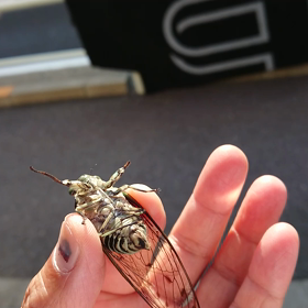 セミさんの画像