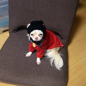 愛犬、コスプレの画像