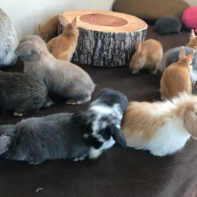 昼の大運動会  動画もどうぞの画像