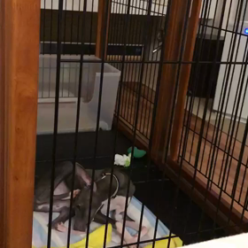 今日のハウル  ねこちゃんみたいの画像