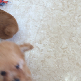 ルイくん 一ヶ月頃のMovieの画像