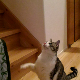 焦ったぁ～( ｡><｡)の画像