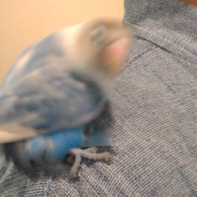 マウンティングの画像