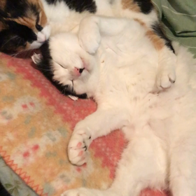 ごくらくの画像