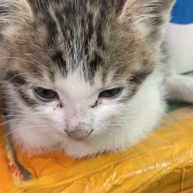 仔猫3姉妹の画像