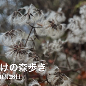 夜明けの森歩き　今年最終の画像