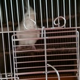 お外が大好きです(*´∇｀*)の画像