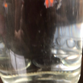 クリオネ飼育13日目③の画像