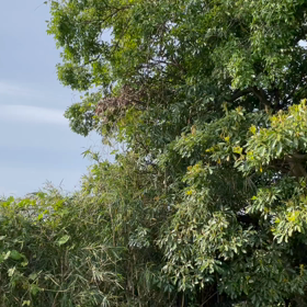 鳥のさえずりの画像