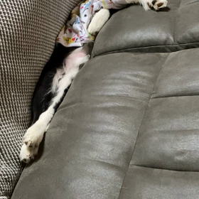 かわいくて…かわいくての画像