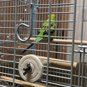 今日のインコ。。。お母さんの画像