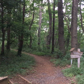 ヒグラシの画像