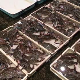 朝市の様子！の画像